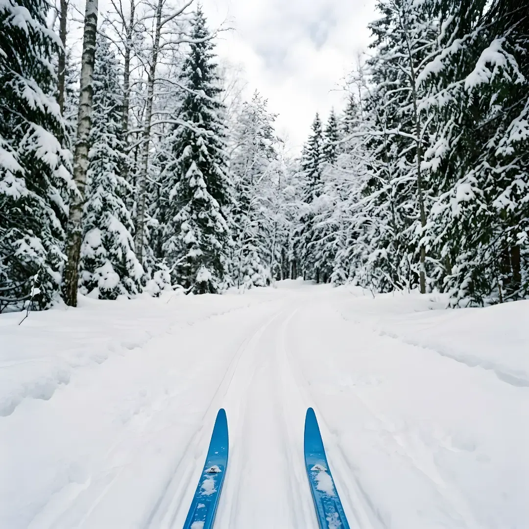 Blue cross country ski tips on a snowy trail through a forest.
